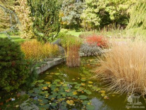 В мини-пруду растут водные лилии и другие водные растения (Словакия)