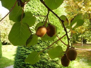 Неужели это киви, приспособленные к холодной европейской зиме? (Словакия)