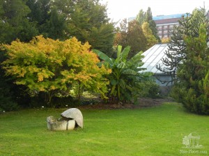 Пальмы растут даже на улице (Словакия)