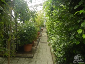 Коридор оранжереи бот. сада (Словакия)