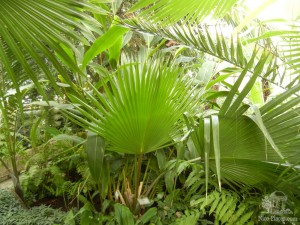 Пальмы-веера в пальмовой оранжерее  (Словакия)