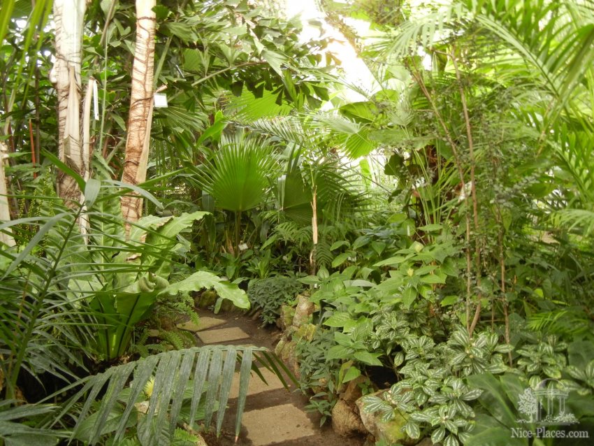 Фото достопримечательностей Словакии: Оранжерея пальм, фикусов, араукарий и другой тропической флоры