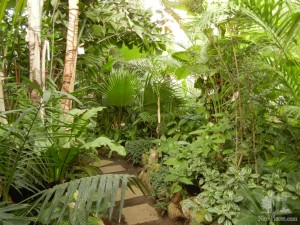 Оранжерея пальм, фикусов, араукарий и другой тропической флоры (Словакия)