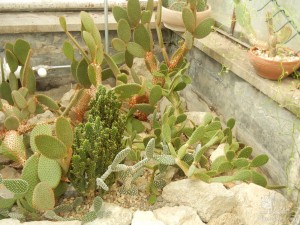 Оранжерея кактусов и суккулентов (Словакия)