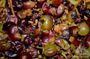 Виноград в процессе производства вина (Остров Майорка)