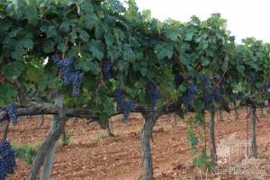 Мигель Хайме посадил лозу старинных сортов винограда, которые ранее использовались на острове Кайет, Фогонеу и Манто Негро. (Остров Майорка)