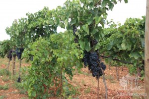 Будущее вино Can Coleto (Остров Майорка)