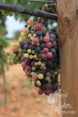 Будущие вина на Майорке будут расти в качестве, а не количестве.  (Остров Майорка)