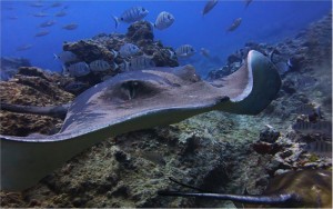 Дайвинг на острове Тенерифе. Автор Сергей Гаспарян (Испания)