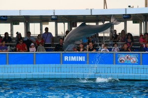 Дельфинарий в Римини (Италия)