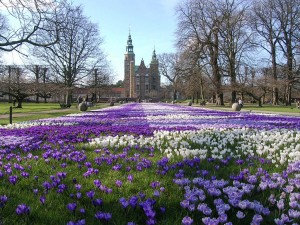Весенняя клумба с крокусами недалеко от замка Розенборг (Страны Скандинавии)
