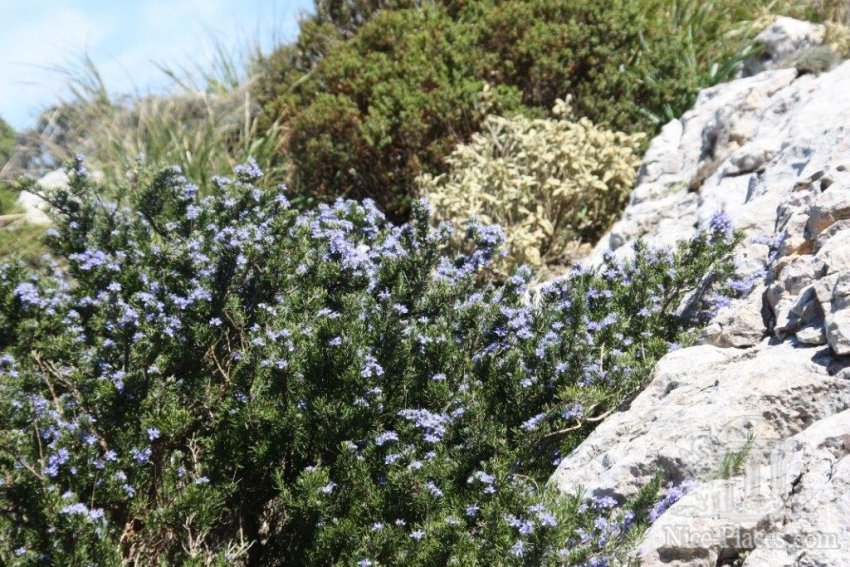 Фото достопримечательностей острова Майорка: Ароматная специя, которую многие хозяйки добавляют к своим блюдам – цветущий розмарин