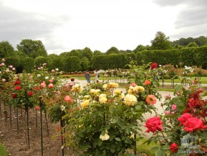 Сад-розарий, каких только роз тут нет (Вена)