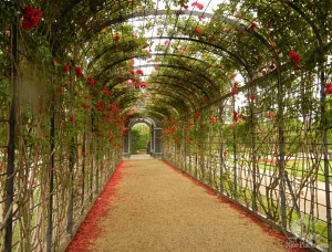 Тоннель из вьющихся роз (Вена)