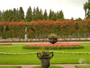 Вид на клумбы и тоннель из роз (Вена)