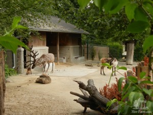 Северные олени с детенышем (Вена)