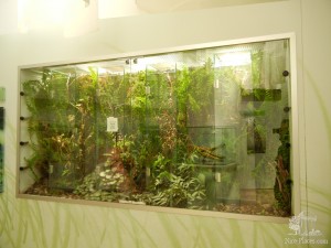 Внутри павильона с насекомыми (Вена)