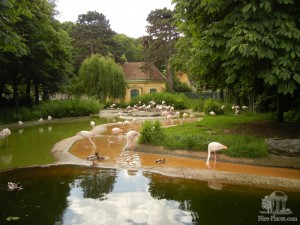 Павильон с розовыми фламинго (Вена)