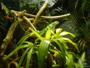 Обитатель тропических джунглей в венском зоопарке (Вена)