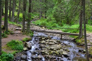 Дорога на Говерлу, местами очень живописная (Карпаты и Закарпатье)