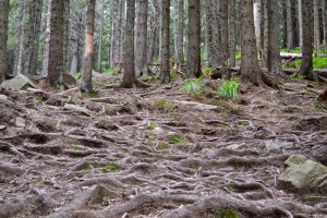 местами дорога в лесу напоминает декорации для фильма ужасов :) (Карпаты и Закарпатье)