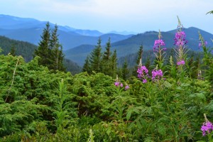 По дороге на Говерлу