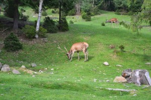 Дикая природа в Яремче (Карпаты и Закарпатье)