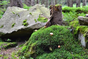 Природа на горе Горган