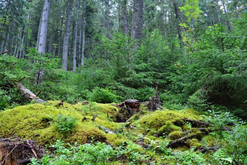 Фото достопримечательностей Карпат и Закарпатья: Природа на горе Горган