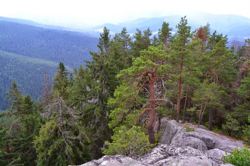 Фото достопримечательностей Карпат и Закарпатья: Природа на горе Горган