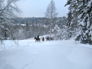 Конные прогулки в Марциальных водах (Карелия)