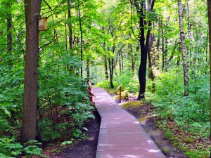 Тропинка в лесу на Воробьевых горах