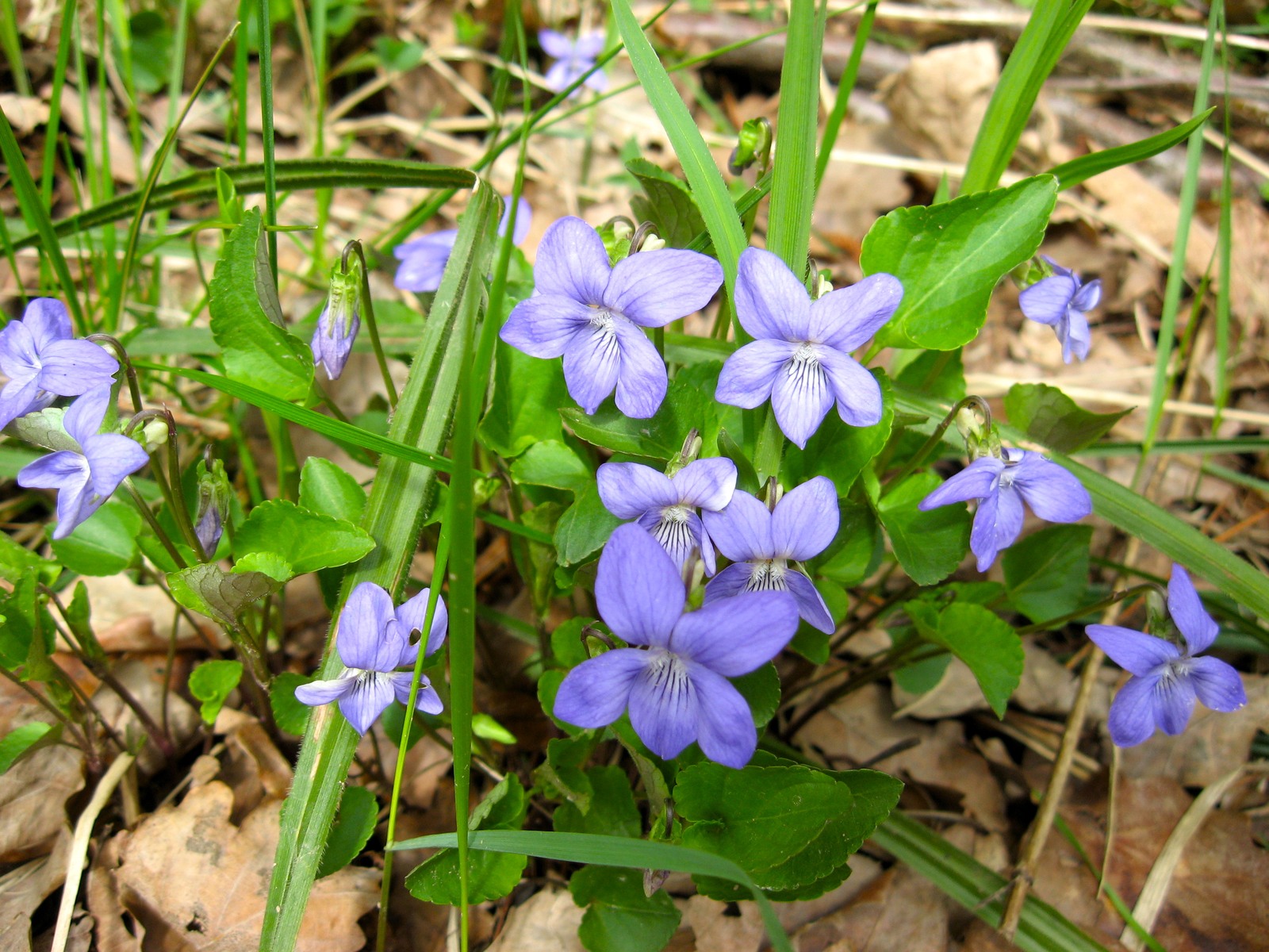 Фото достопримечательностей Москвы и Подмосковья: Весенние цветы на Воробьевых горах
