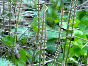 Весенние цветы на Воробьевых горах (Москва и Подмосковье)
