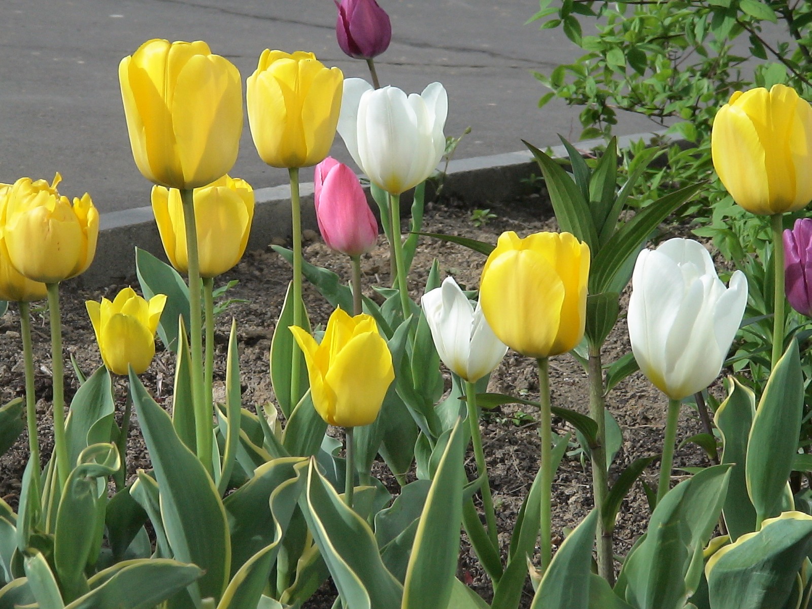 Фото достопримечательностей Москвы и Подмосковья: Весенние цветы на Воробьевых горах