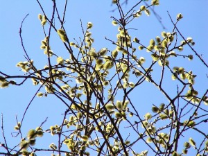 Цветущая верба на Воробьевых горах