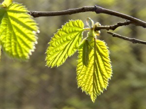 Весна на Воробьевых горах (Москва и Подмосковье)
