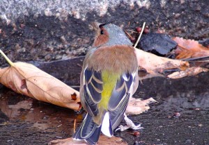 Зяблик (Москва и Подмосковье)