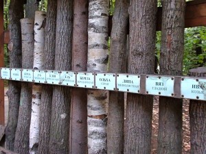 Образцы стволов разных деревьев (Москва и Подмосковье)