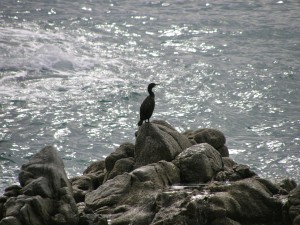 Баклан на берегу Средиземного моря (Испания)