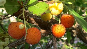 Фрукты солнечной Каталонии (Испания)