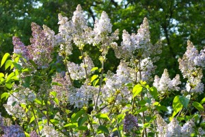 Цветущая сирень в московском ботсаду (Москва и Подмосковье)