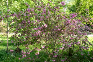 Цветущий кустарник (Москва и Подмосковье)