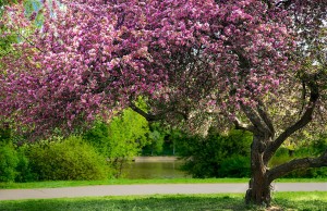 Цветущее дерево сакуры в московском ботсаду (Москва и Подмосковье)