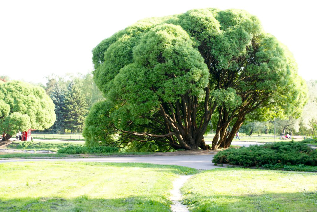 Фото достопримечательностей Москвы и Подмосковья: Огромное дерево на берегу пруда