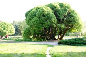 Огромное дерево на берегу пруда (Москва и Подмосковье)