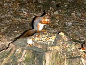 Белочка из московского ботсада (Москва и Подмосковье)