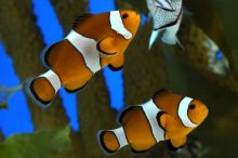Рыбки-клоуны. Барселона, Аквариум