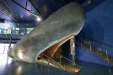 Барселона. Аквариум (Барселона)