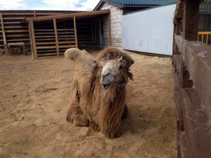 Дружелюбный верблюд (Москва и Подмосковье)